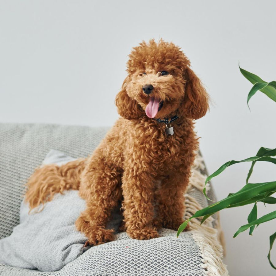 Curly brown poodle sitting on a sofa indoors