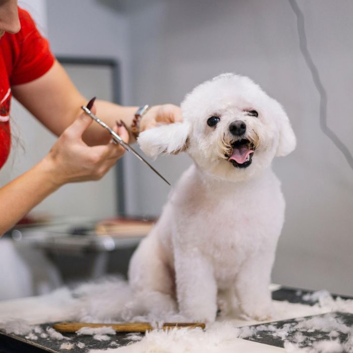 White dog getting a haircut during a grooming session