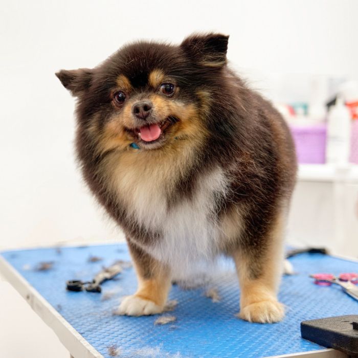 Small black and tan dog standing on a grooming table after grooming