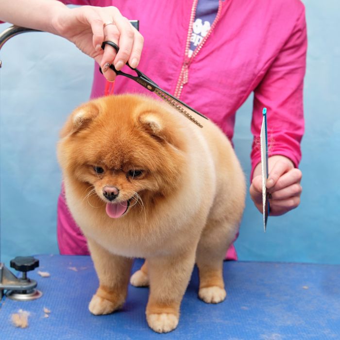 Pomeranian being trimmed by a groomer on a grooming table