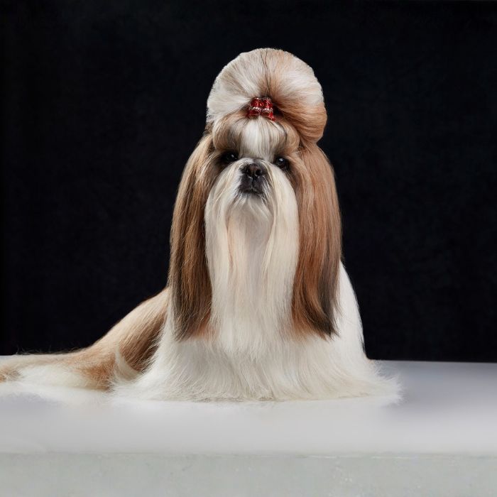 Long-haired Shih Tzu with a styled topknot posing on a table