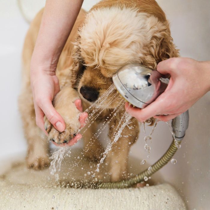 Dog having its paw rinsed with a handheld shower sprayer