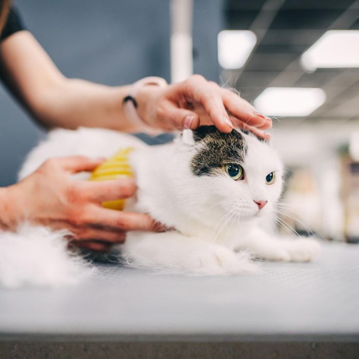 White cat being brushed during a grooming session