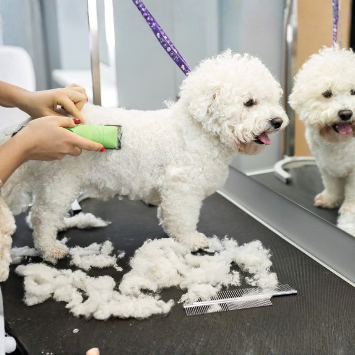 White curly-haired dog being brushed during a deshedding treatment
