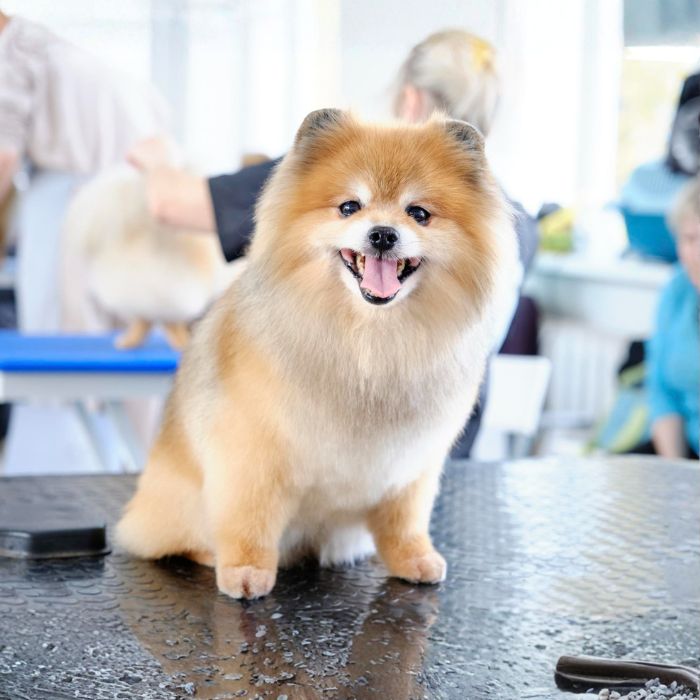 Fluffy Pomeranian sitting on a grooming table after deshedding