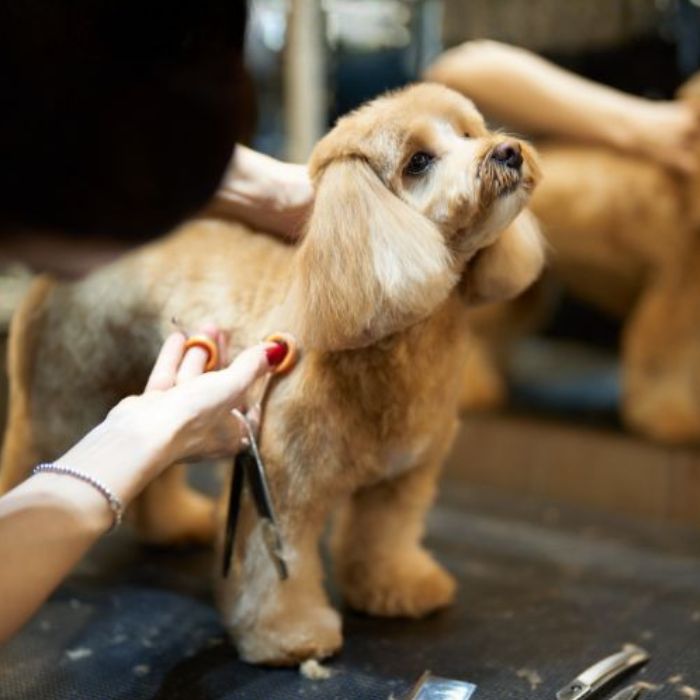 Dog being trimmed with scissors during a full grooming session