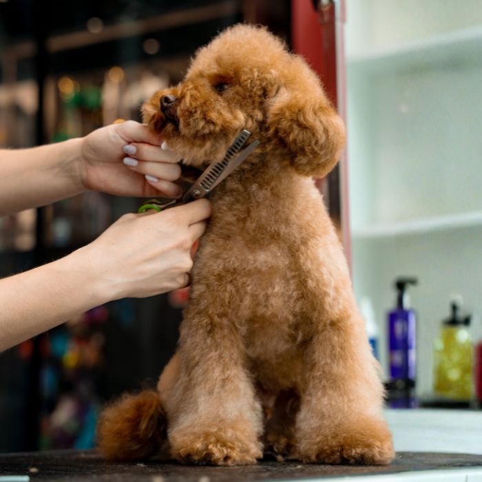 Brown poodle having its face trimmed during grooming
