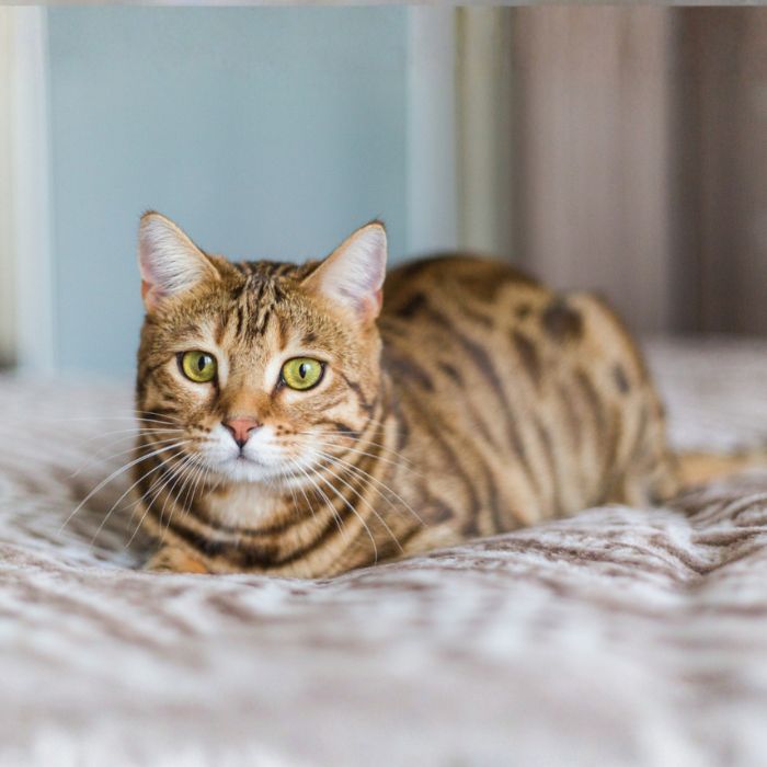 Tabby cat lying on a bed and looking at the camera
