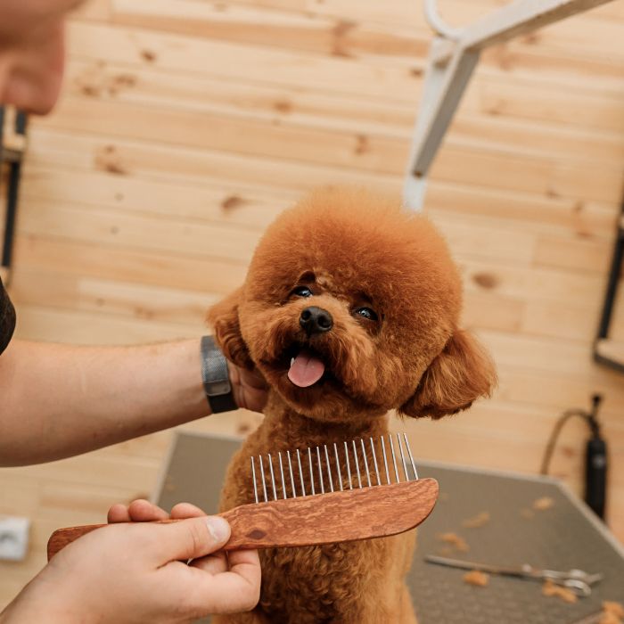 Groomer brushing hair of tea cup poodle dog hair with comb.