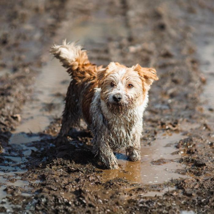 Mud-covered dog standing in a muddy path outdoors