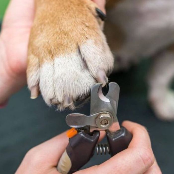 Close-up of a dog’s paw during nail trimming