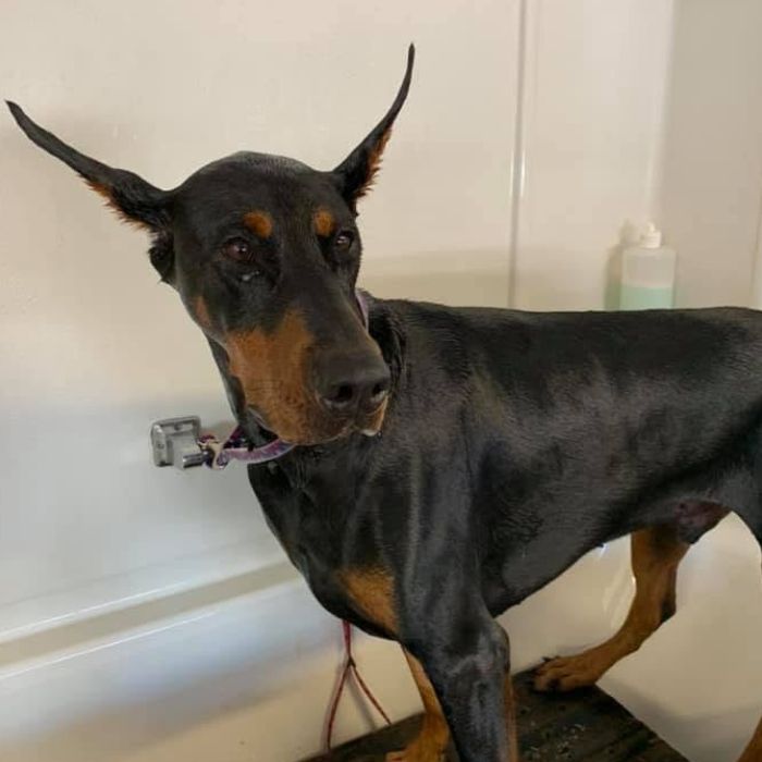 A black-and-tan dog stands on a raised bath mat in a white shower, wearing a