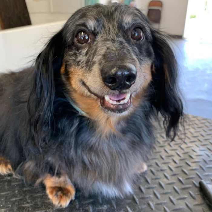 A calm, dark-and-tan dog with floppy ears sits on a metal diamond-plate