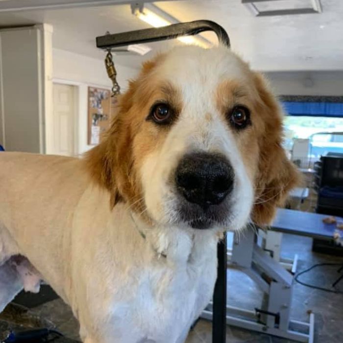 A friendly golden-and-white dog with long ears stands indoors on a