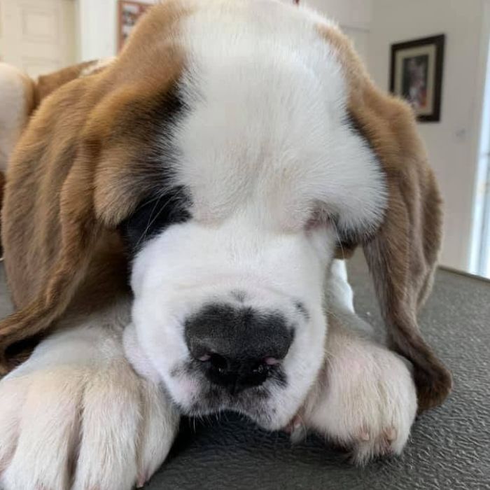 A large tan-and-white puppy lying on a carpet indoors with its head resting