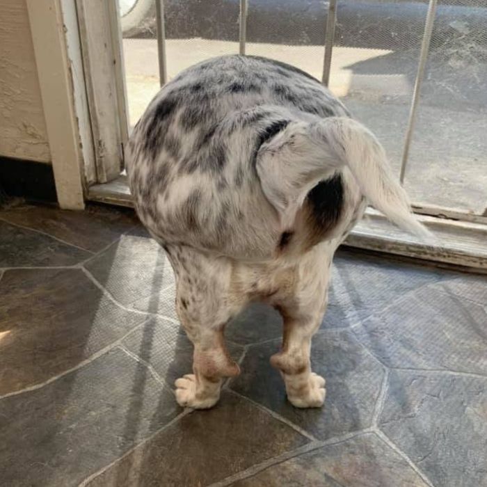 A small gray-and-white dog with a short coat stands on a tiled floor near