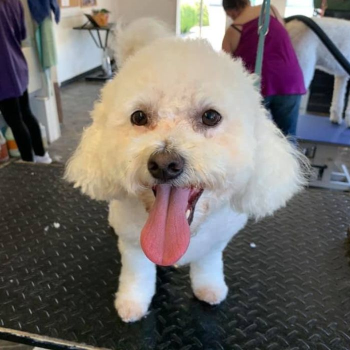 A small white dog with curly fur stands on a dark grooming mat, tongue out