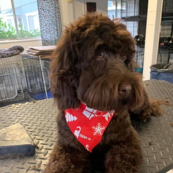 Brown shaggy dog wearing a red holiday bandana with white patterns,