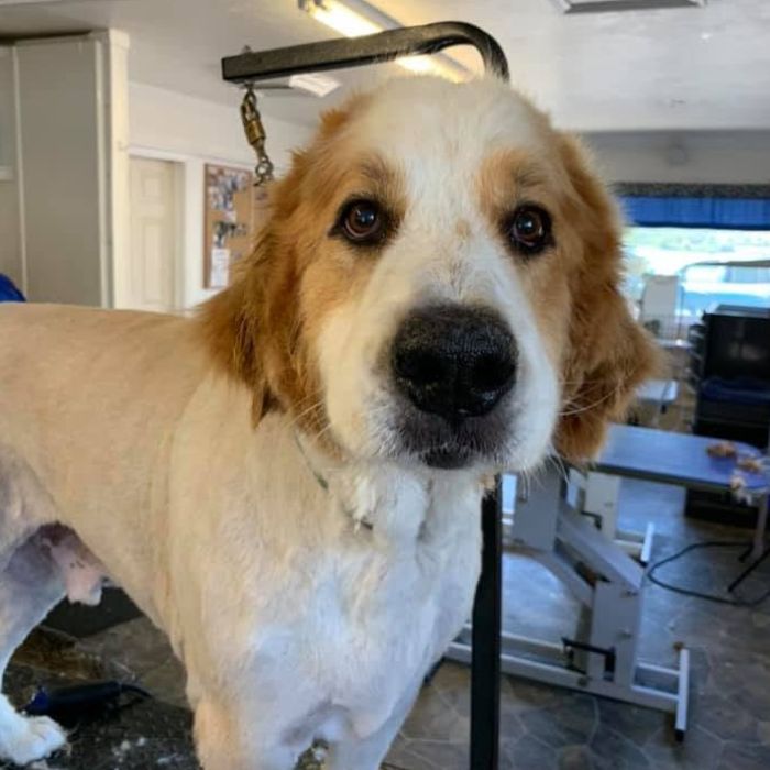 Golden-and-white dog standing indoors in a grooming or veterinary